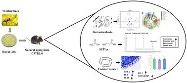 Graphical abstract: Long-term administration of royal jelly regulates age-related disorders and improves gut function in naturally aging mice