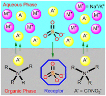 Graphical abstract: A molecular-design approach for selective sulfate separation from competitive acidic and alkaline aqueous media