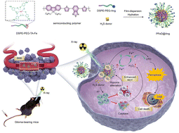 Graphical abstract: Hydrogen sulfide-generating semiconducting polymer nanoparticles for amplified radiodynamic–ferroptosis therapy of orthotopic glioblastoma