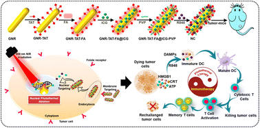 Graphical abstract: Immune-theranostic gold nanorod-based NIR-responsive nanomedicine for the delivery of TLR7/8 adjuvant-induced effective anticancer therapy