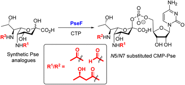 Graphical abstract: Investigation on the substrate specificity and N-substitution tolerance of PseF in catalytic transformation of pseudaminic acids to CMP-Pse derivatives