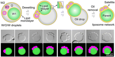 Graphical abstract: Dynamic satellite–parent liposome networks for quantitative microreactions