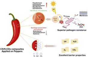 Graphical abstract: CS/N-CD composites enhance physical barriers, antioxidant activity and microbial modulation for improved chili pepper preservation