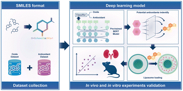 Graphical abstract: Deep learning-enhanced development of innovative antioxidant liposomal drug delivery systems from natural herbs