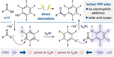 Graphical abstract: Direct electrochemical synthesis of pentafluorophenyl esters via oxyl-radical-promoted nucleophilic aromatic substitution