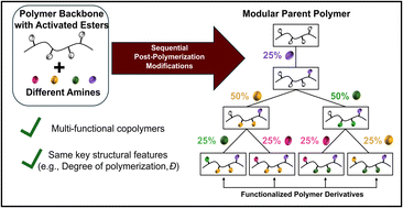 Graphical abstract: A divergent synthetic route to functional copolymer libraries via modular polymers