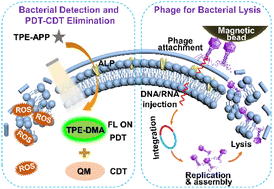 Graphical abstract: Targeted recognition, fluorescent tracking and augmented killing of multi-bacterial infections via synergizing a magnetic bead-armored phage cocktail with enzyme-activated AIE probes
