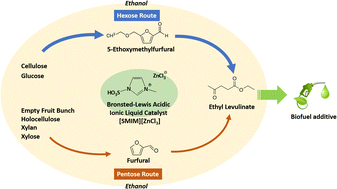 Graphical abstract: A Brønsted–Lewis acidic ionic liquid as a dual-acidity catalyst for direct cellulose liquefaction to ethyl levulinate