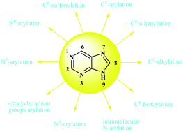 Graphical abstract: New developments in direct functionalization of C–H and N–H bonds of purine bases via metal catalyzed cross-coupling reactions