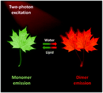 Graphical abstract: A two-photon AIEgen for simultaneous dual-color imaging of atherosclerotic plaques