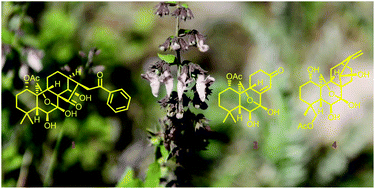 Graphical abstract: Structurally diverse diterpenoids from Isodon pharicus