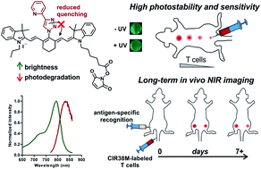 Graphical abstract: Tricarbocyanine N-triazoles: the scaffold-of-choice for long-term near-infrared imaging of immune cells in vivo