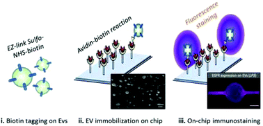 Graphical abstract: Multiplex isolation and profiling of extracellular vesicles using a microfluidic DICE device