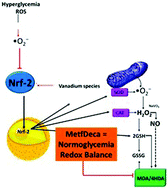 Graphical abstract: Metformin-decavanadate treatment ameliorates hyperglycemia and redox balance of the liver and muscle in a rat model of alloxan-induced diabetes