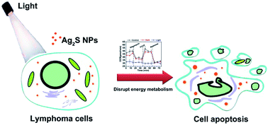 Graphical abstract: Silver sulfide nanoparticles for photodynamic therapy of human lymphoma cells via disruption of energy metabolism