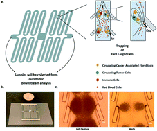 Graphical abstract: Rapid isolation of circulating cancer associated fibroblasts by acoustic microstreaming for assessing metastatic propensity of breast cancer patients