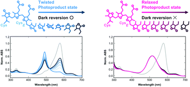 Graphical abstract: A photoproduct of DXCF cyanobacteriochromes without reversible Cys ligation is destabilized by rotating ring twist of the chromophore