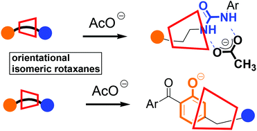 Graphical abstract: Orientation of the α-CD component of [2]rotaxanes affects their specific molecular recognition behaviour