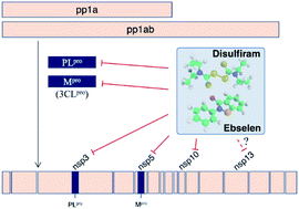 Graphical abstract: Multi-targeting of functional cysteines in multiple conserved SARS-CoV-2 domains by clinically safe Zn-ejectors