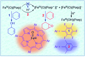 Graphical abstract: Heme compound II models in chemoselectivity and disproportionation reactions