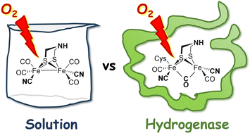 Graphical abstract: Oxygen sensitivity of [FeFe]-hydrogenase: a comparative study of active site mimics inside vs. outside the enzyme