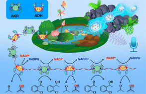 Graphical abstract: Designing an enzyme assembly line for green cascade processes using bio-orthogonal chemistry