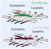 Graphical abstract: Preparation of nanocellulose by a biological method from hemp stalk in contrast to the chemical method and its application on the electrospun composite film