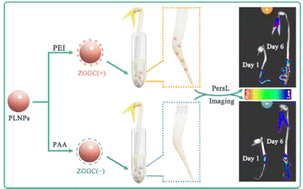 Graphical abstract: Persistent luminescent nanoparticles for plant imaging: toward exploring the distribution of nanoparticles in plants