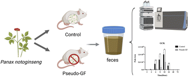 Graphical abstract: Metabolic characteristics of saponins from Panax notoginseng leaves biotransformed by gut microbiota in rats