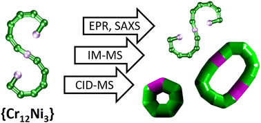 Graphical abstract: Structural characterisation and dynamics of a paramagnetic {Cr12Ni3} seahorse in non-crystalline phases