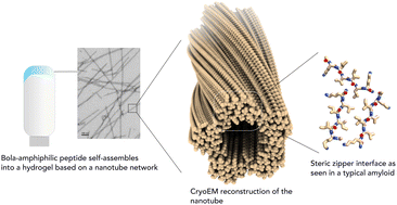 Graphical abstract: Surfactant-like peptide gels are based on cross-β amyloid fibrils