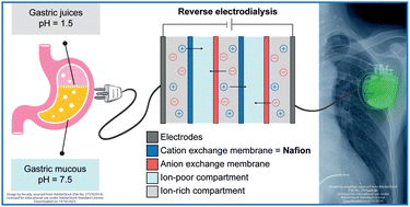 Graphical abstract: Nafion membranes for power generation from physiologic ion gradients