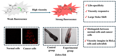 Graphical abstract: A lipid droplet-targeted fluorescent probe for fluorescence imaging of cell and zebrafish viscosity