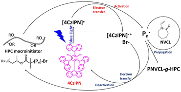 Graphical abstract: Versatile poly(N-vinylcaprolactam)-grafted-hydroxypropyl cellulose polymers with tailored thermo- and pH-responsive properties via sustainable organocatalyzed atom transfer radical polymerization
