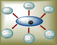 Graphical abstract: Accessing the synthesis of natural products and their analogues enabled by the Barbier reaction: a review