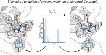 Graphical abstract: Selective oxidation of active site aromatic residues in engineered Cu proteins