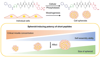 Graphical abstract: Enzymatic self-assembly of short peptides for cell spheroid formation