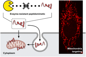 Graphical abstract: A non-hydrolysable peptidomimetic for mitochondrial targeting