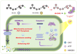 Graphical abstract: Mitochondria-anchored aggregation-induced emission luminogens induce pyroptosis for enhanced photodynamic immunotherapy