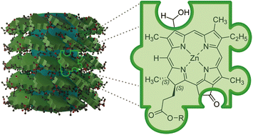 Graphical abstract: Substituent effects on the supramolecular arrangement in bio-inspired chlorin nanotubes