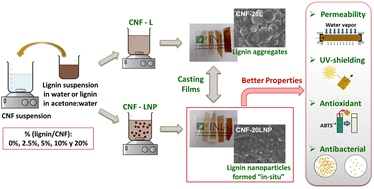 Graphical abstract: The use of kraft lignin to enhance nanocellulose film properties