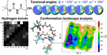 Graphical abstract: Molecular dynamics as a tool for unveiling protein-like folding behavior in urethane-based macromolecules: the effect of chain length on the secondary structure of oligourethanes