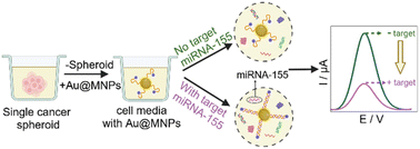 Graphical abstract: Direct detection of microRNA in liquid biopsies from single cancer spheroids
