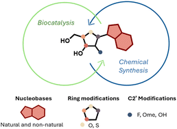 Graphical abstract: Preparation of nucleoside analogues: opportunities for innovation at the interface of synthetic chemistry and biocatalysis