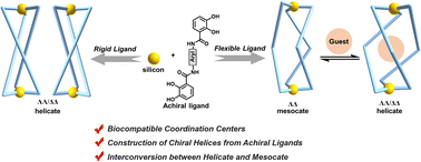 Graphical abstract: Construction of helicates based on six-coordinated silicon centres