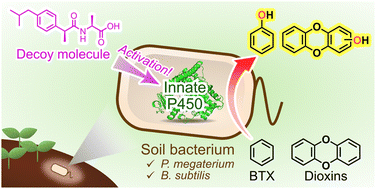 Graphical abstract: Chemical activation of native cytochrome P450s in soil-derived bacteria by external molecules enables biodegradation of aromatic pollutants