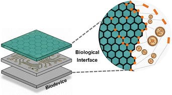 Graphical abstract: 2D and layered materials for bio-integrated devices: insights into their multiscale interaction with biological moieties