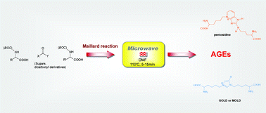 Graphical abstract: Microwave-assisted Maillard reactions for the preparation of advanced glycation end products (AGEs)