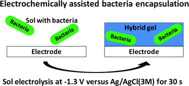 Graphical abstract: Electrochemically assisted bacteria encapsulation in thin hybrid sol–gel films