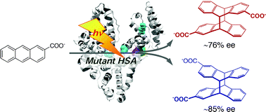 Graphical abstract: Photochirogenesis with mutant human serum albumins: enantiodifferentiating photocyclodimerization of 2-anthracenecarboxylate